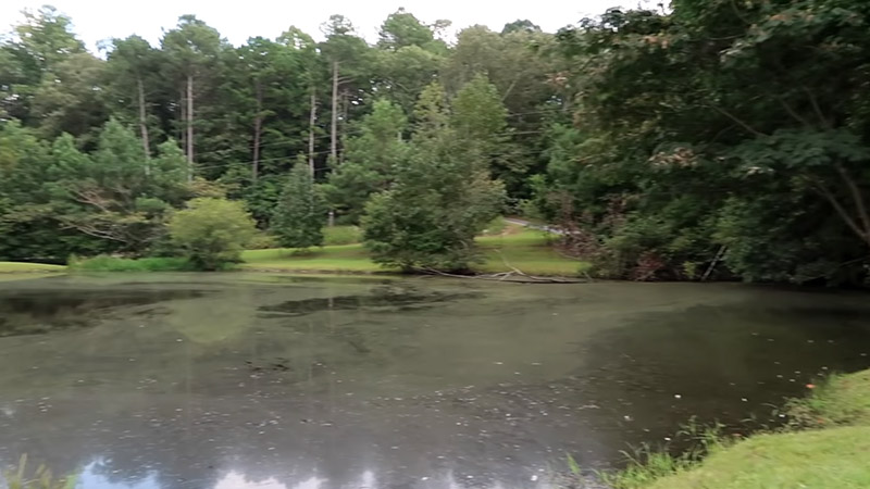How to Tell If There Are Fish in a Pond? How to Tell If There are Fish in a Pond